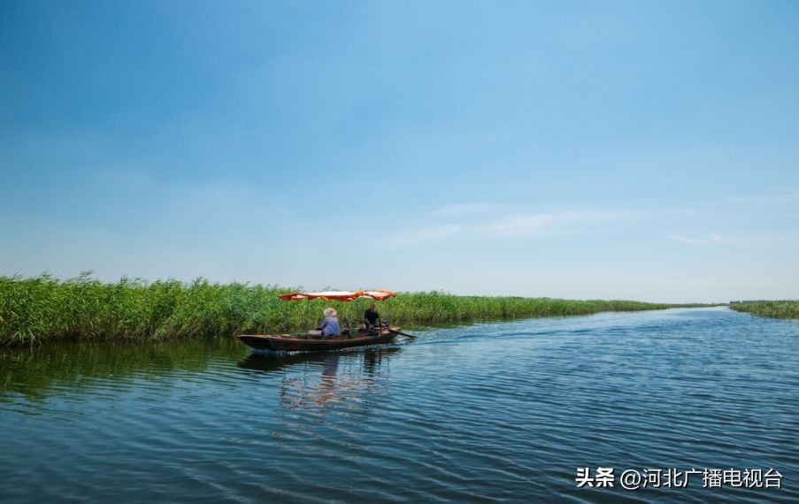今日的白洋淀视频,现在白洋淀的情况