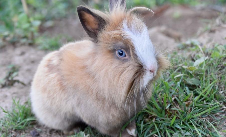 55到65岁在农村能创业什么项目,在农村自己创业做什么生意好