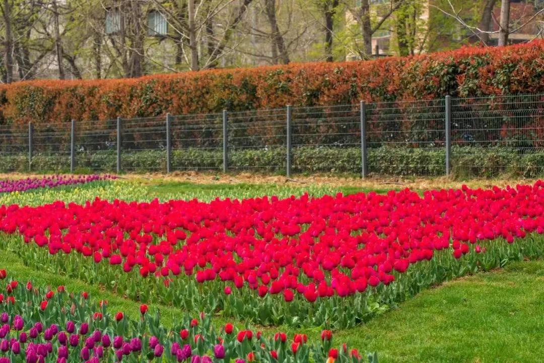 郁金香的花语是永远的爱,郁金香花语是永恒的爱与祝福