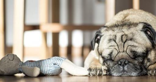 养好巴哥犬的5个技巧,养巴哥犬该注意些什么