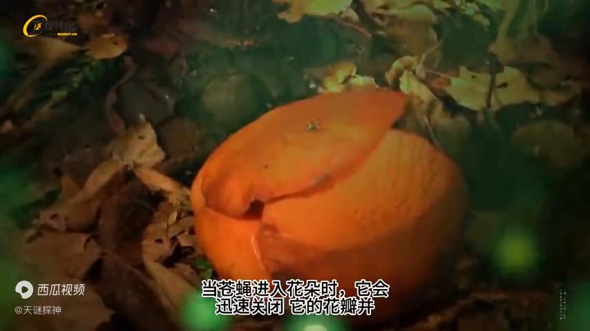 他们在丛林中的发现震惊了所有人