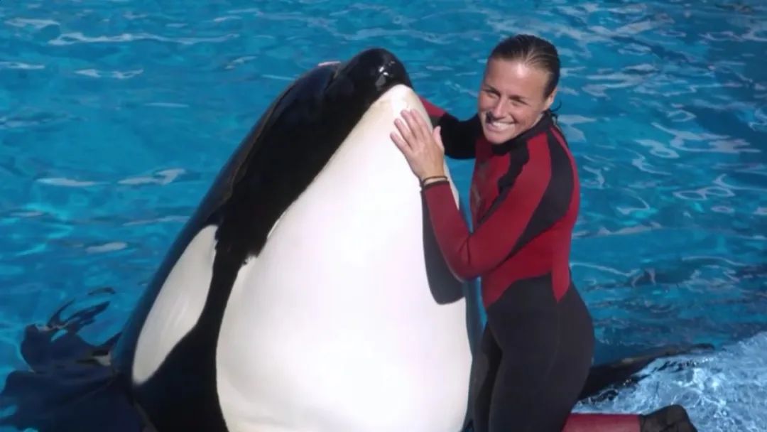 辟谣公园里小象遭针扎,景区回应骆驼遭棒打求饶