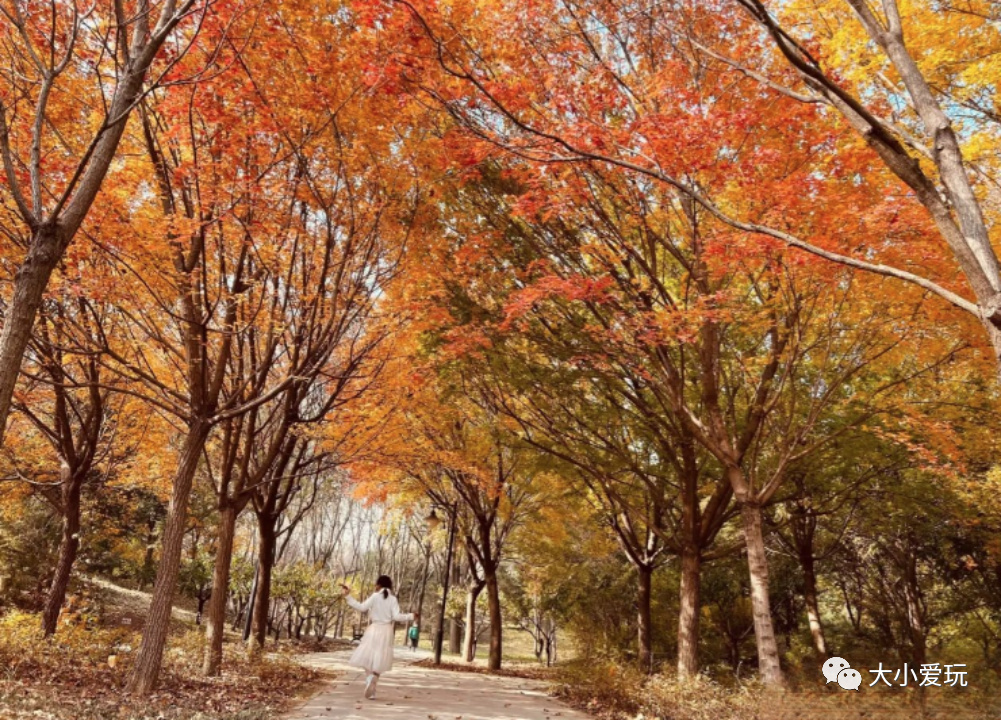 京城赏秋打卡胜地,北京赏秋小众景区