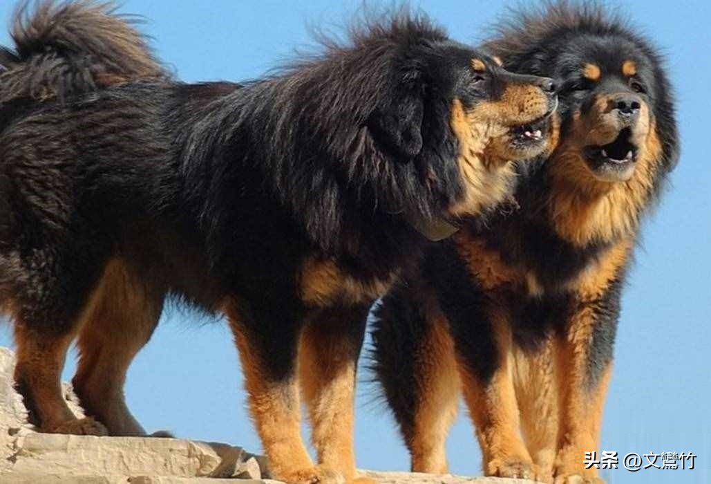 两夫妻走到西藏无人区碰见狼群,真正古老的纯种藏獒