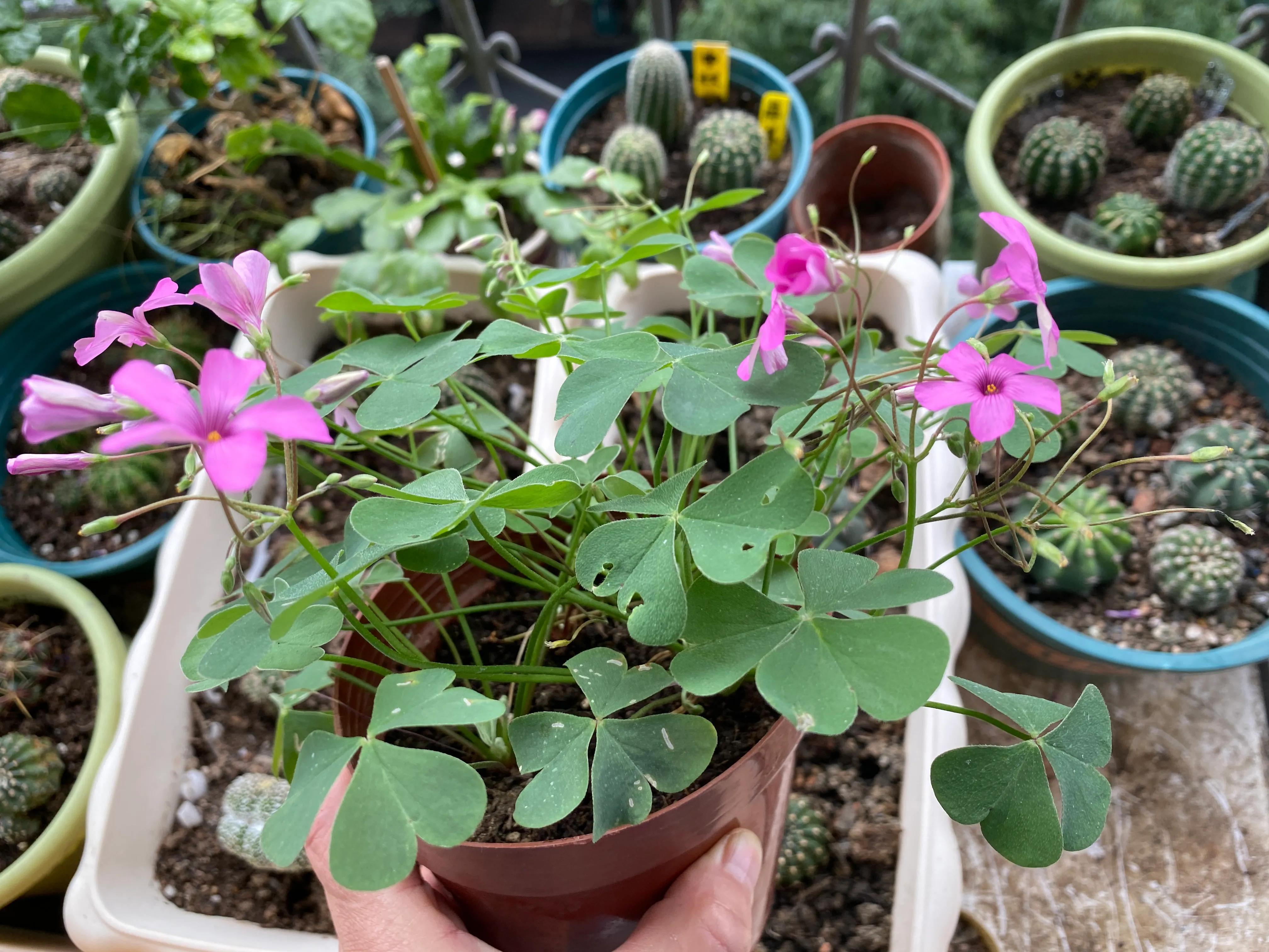 酢浆草断根还可以活吗,酢浆草治病验方