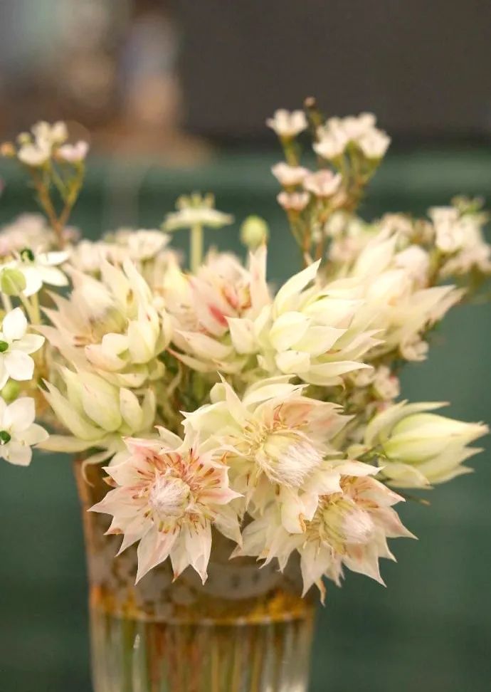 南非新娘花季节,南非的新娘花