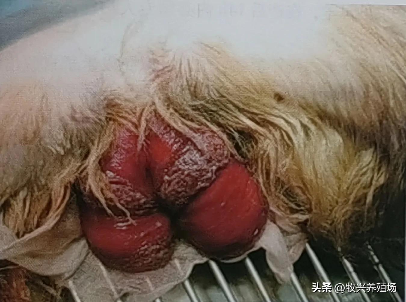 母羊受孕早影响后期成长,母羊分娩的注意事项