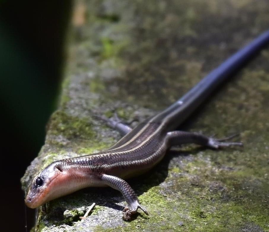 狗婆蛇是保护动物吗,农村最常见的几种蛇火蛇