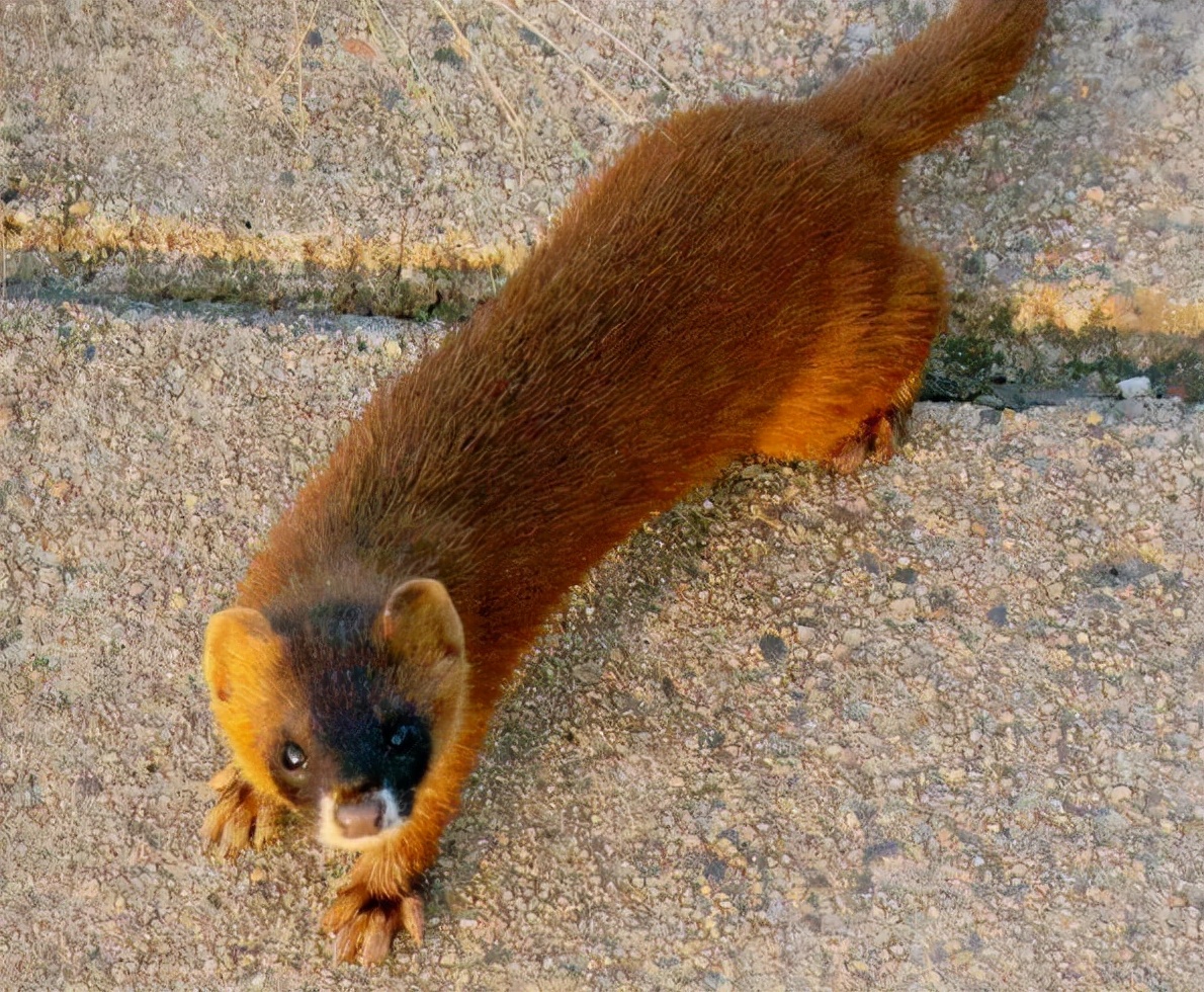 枪打黄鼠狼泡药酒，四川一男子被判刑！黄鼠狼为什么受保护？