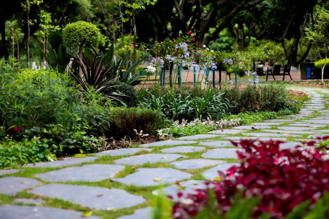 荷你有约周末去武隆逛荷花节可好,今夏荷你有约新余已开启赏荷模式