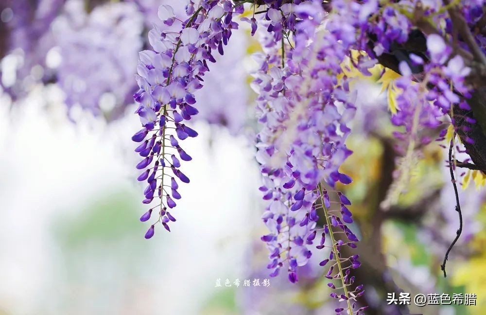 暮春时节紫藤花开,紫藤花开暮春到来
