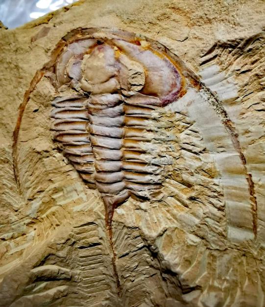 山东三叶虫化石真假,三叶虫远古生物图片