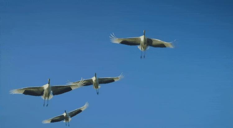 飞鹤的前身叫什么,飞鹤的星阶优护