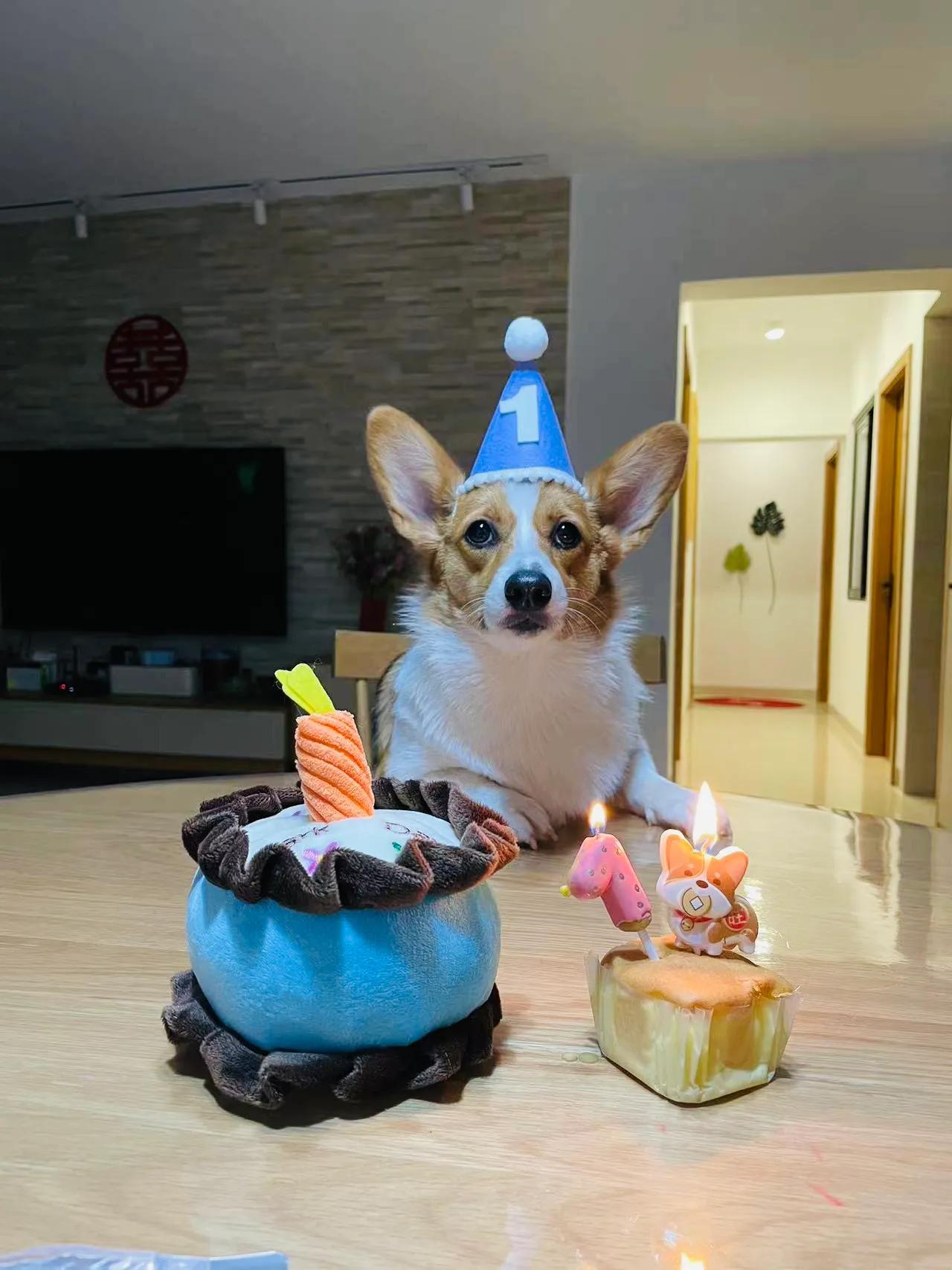 爱宠记‖像对爱情一样慎重