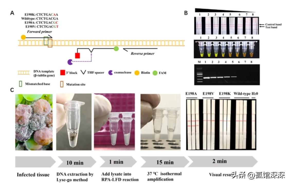 奇异性变形杆菌,奇异变形杆菌内源性感染
