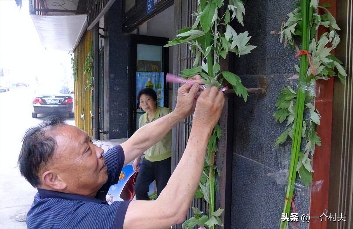 端午挂艾草什么时间挂最好,小叶艾草和大叶艾草哪个适用端午