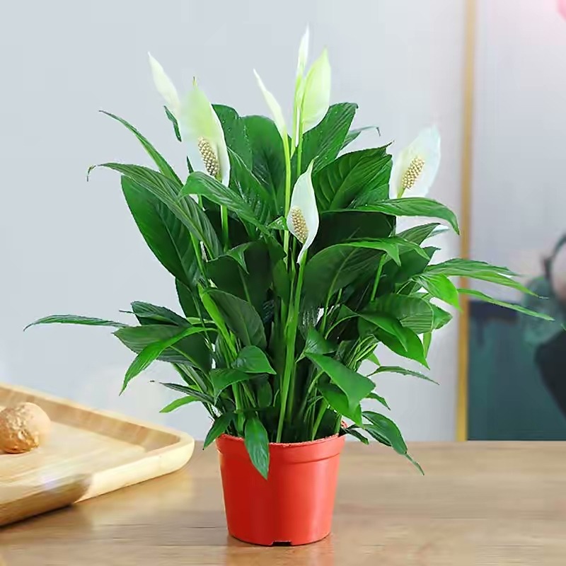 卧室养花，必养3种，香气淡雅枝叶繁茂，养神促睡眠，身体精神棒