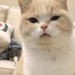 6月份干货知识分享前十,营销日历100例模板