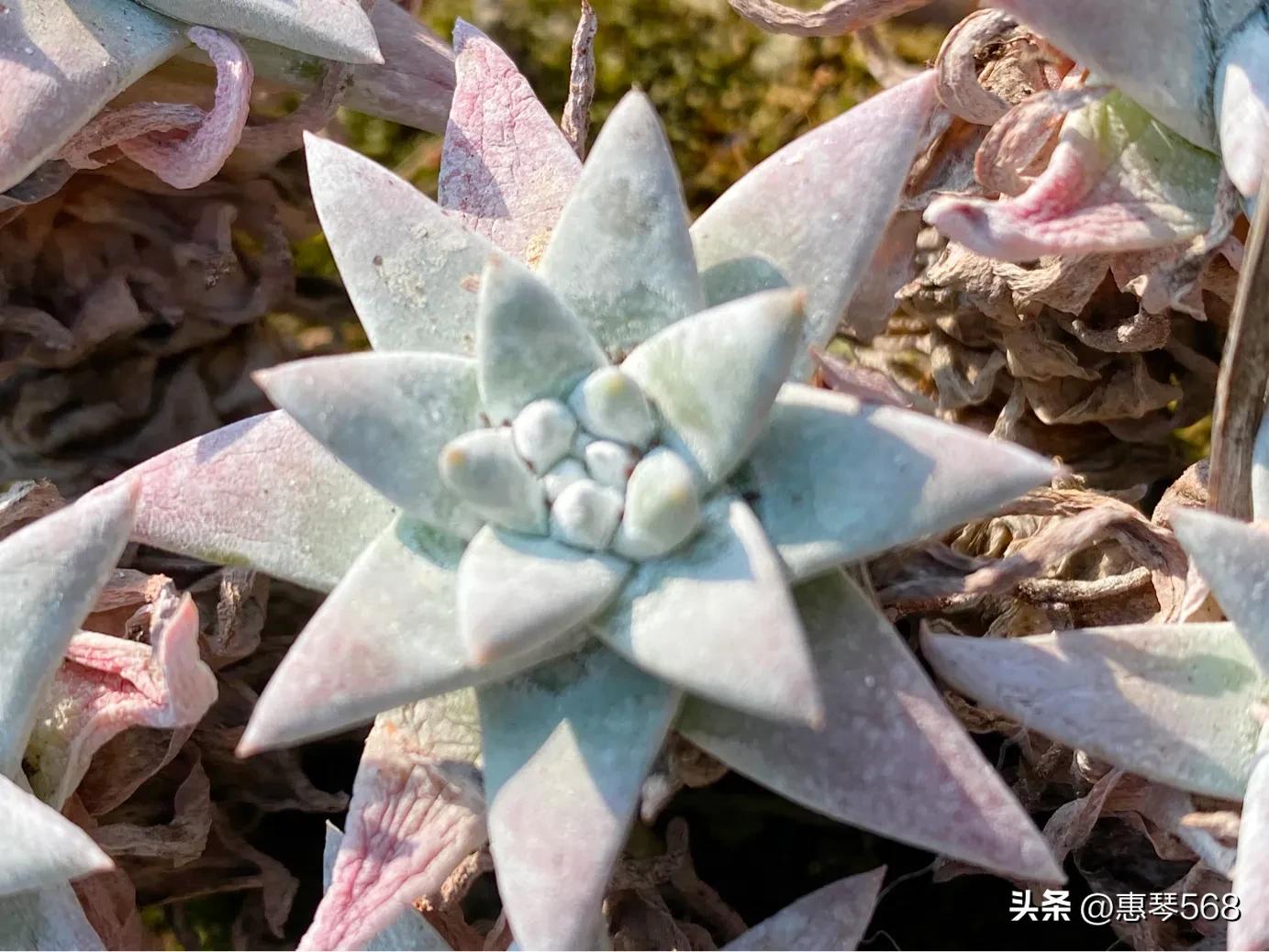 怎样养护多肉植物仙女杯,多肉仙女杯拍摄视频