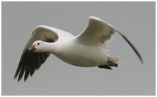 鸟类在分类学中统称为什么,鸟纲分类总表