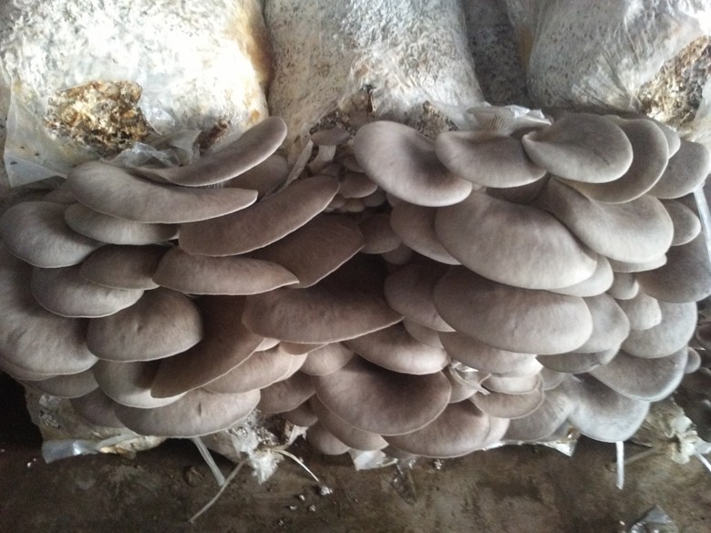 平菇的病虫害防治方法,平菇病虫害防控方法