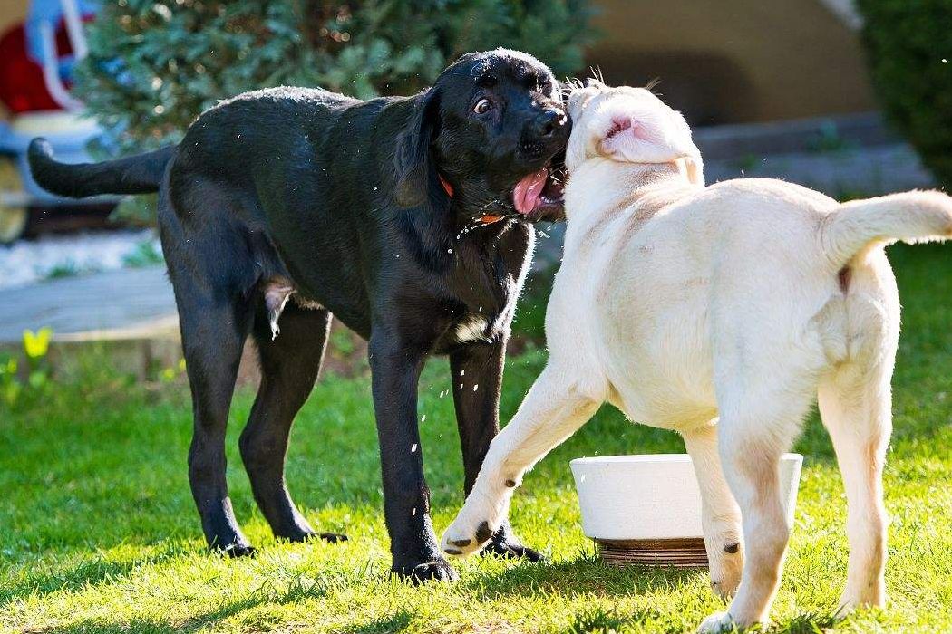 哪类狗狗忠诚度高又聪明,对主人最忠诚的狗狗排名榜凶猛犬