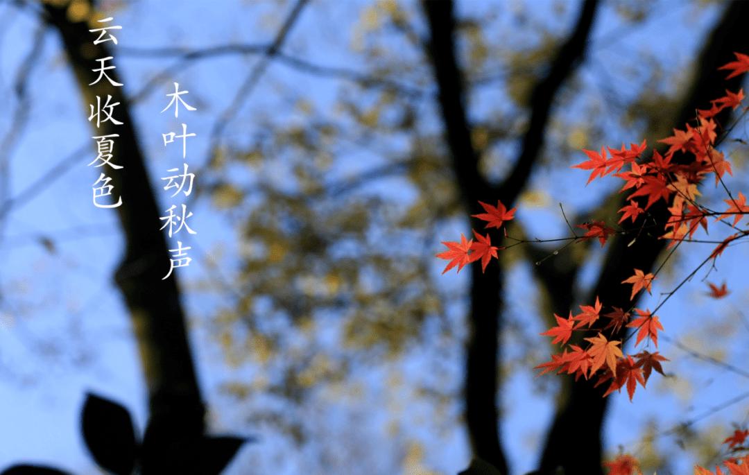 立秋了适合发朋友圈的文案加图片,立秋海报文案励志语句大全