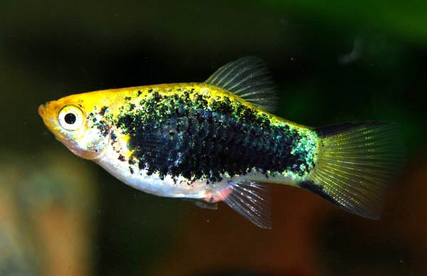 玛丽月光鱼怎么生崽,黑尾月光米奇鱼
