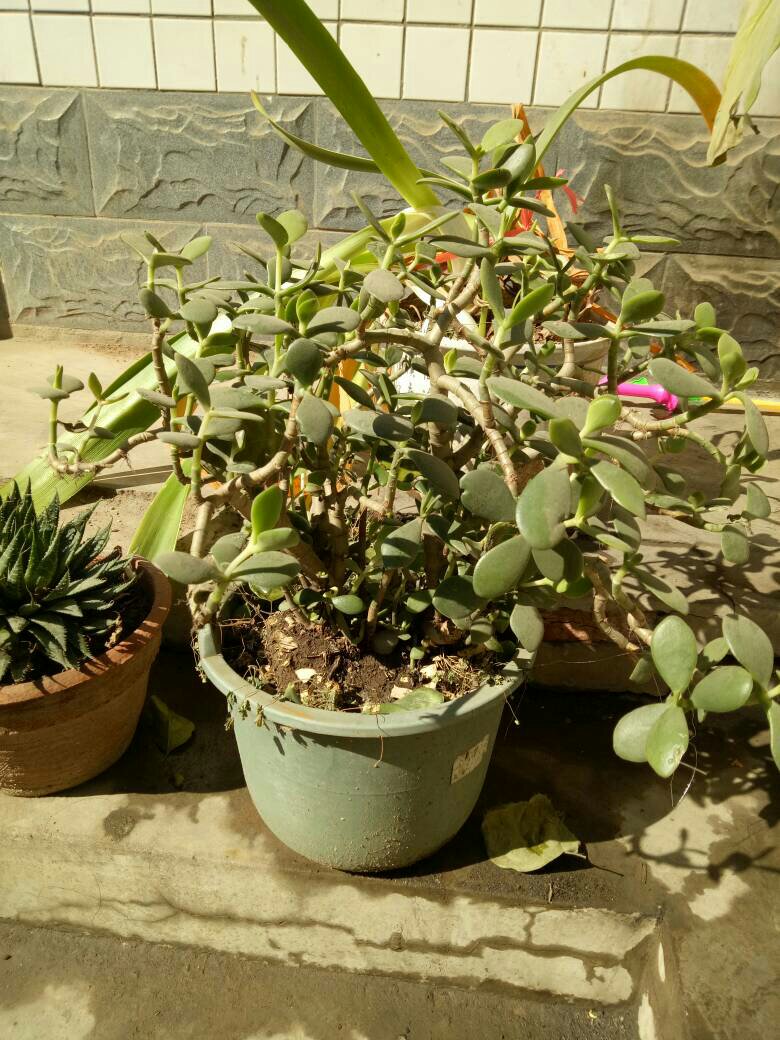 玉树修剪什么造型好看,玉树修剪造型详解