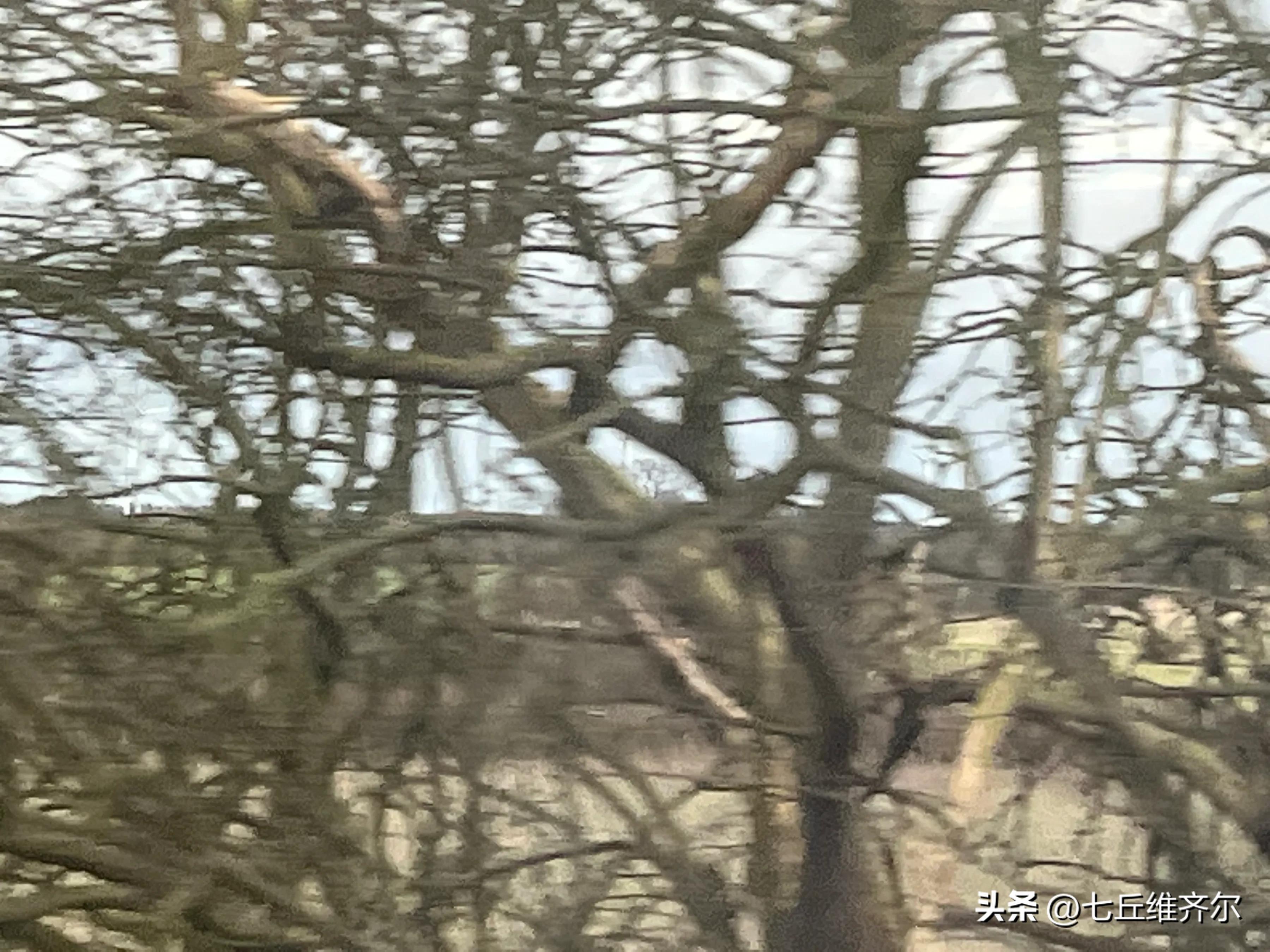 牛羊满圈的上联下联,水肥草美牛羊壮上联