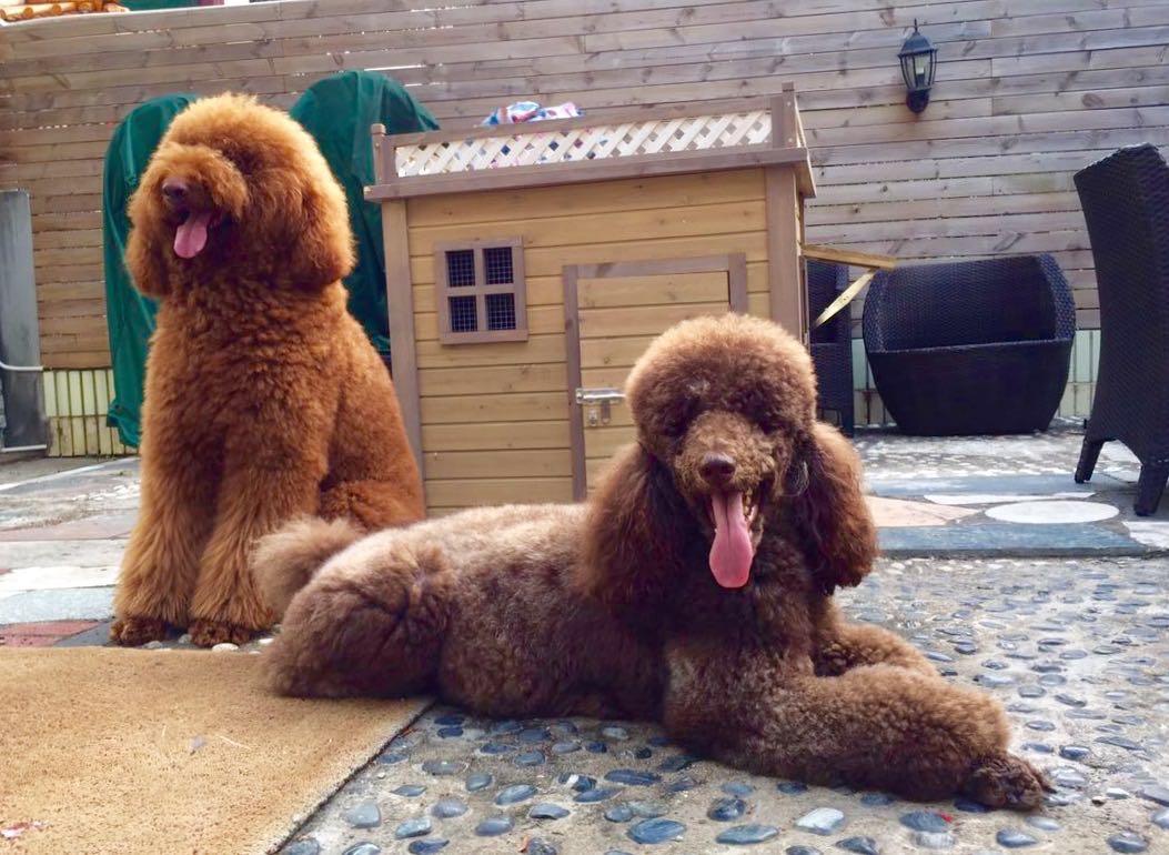 巨型贵宾饲养技巧,怎样饲养贵宾狗