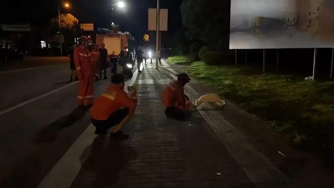 罕见白狐现身杭州！眼神很媚、爱吃火腿不怕人，为何说绝非好事？