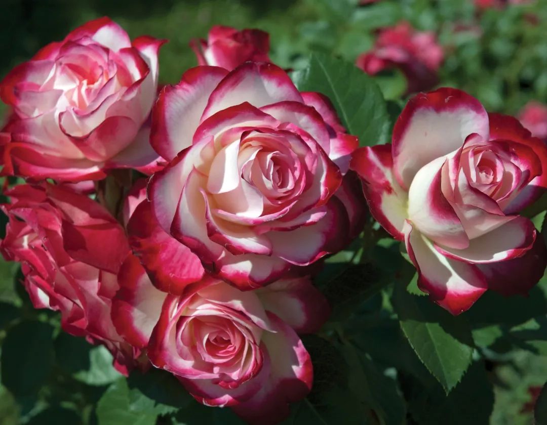 比较鲜又好养的月季品种,最值得养的大花浓香月季品种