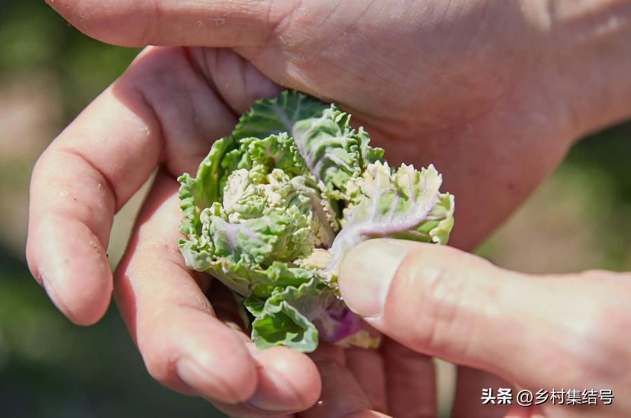 日本农业大县探寻乡村振兴新路,日本家庭农场农业模式