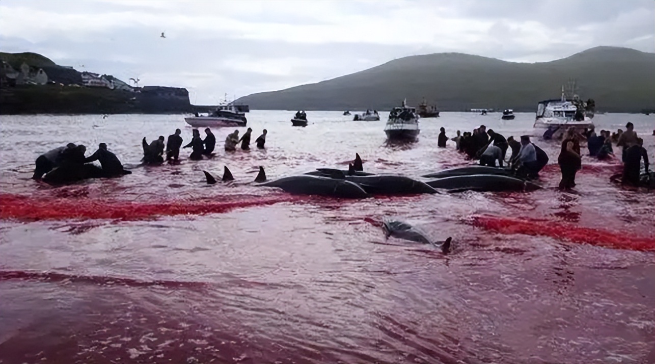 彰小德无大义，带着钳子垃圾袋去看世界杯的“球迷”又演滑稽戏