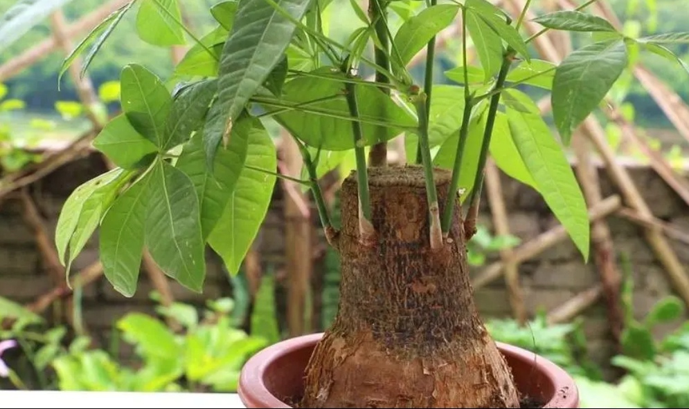 发财树长得很慢吗图片,发财树怎么就养得枝繁叶茂了