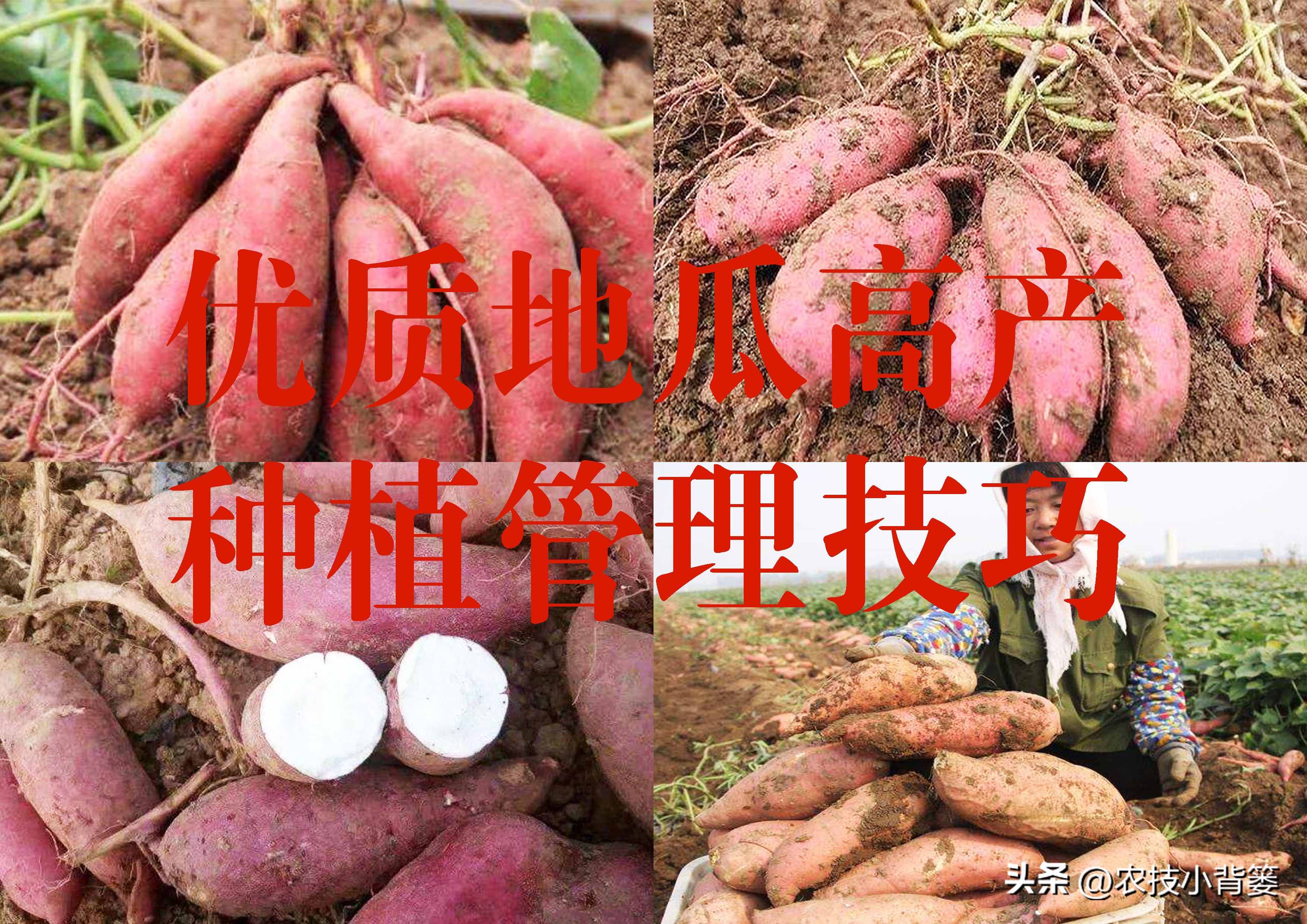 大棚种瓜的方法和技巧,使用什么药物才能让地瓜高产