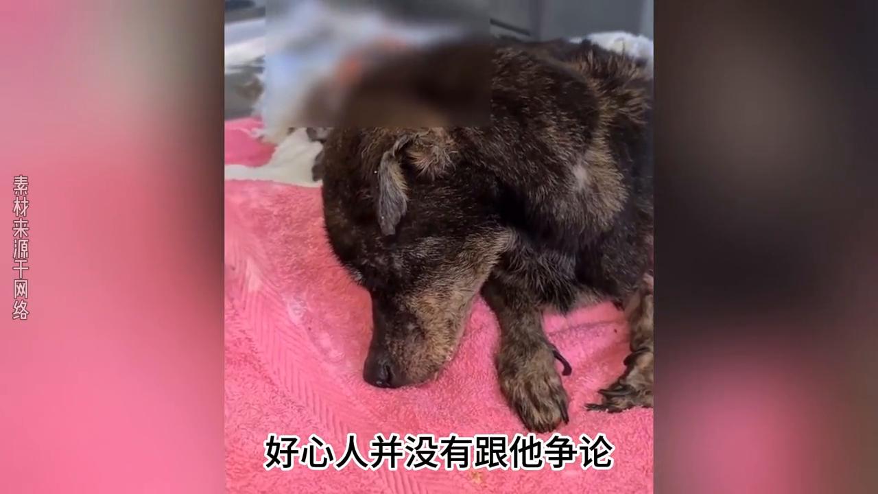 狗狗被主人打得死去活来,狗狗被主人打然后跳坑
