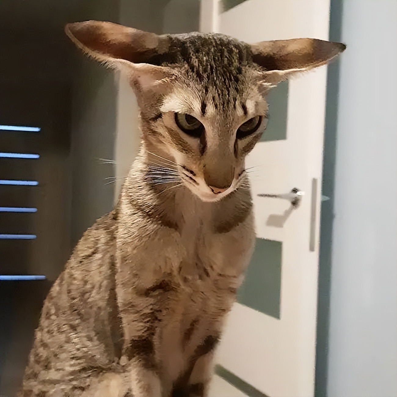 家猫常见的8个品种,常见的家猫都是什么品种