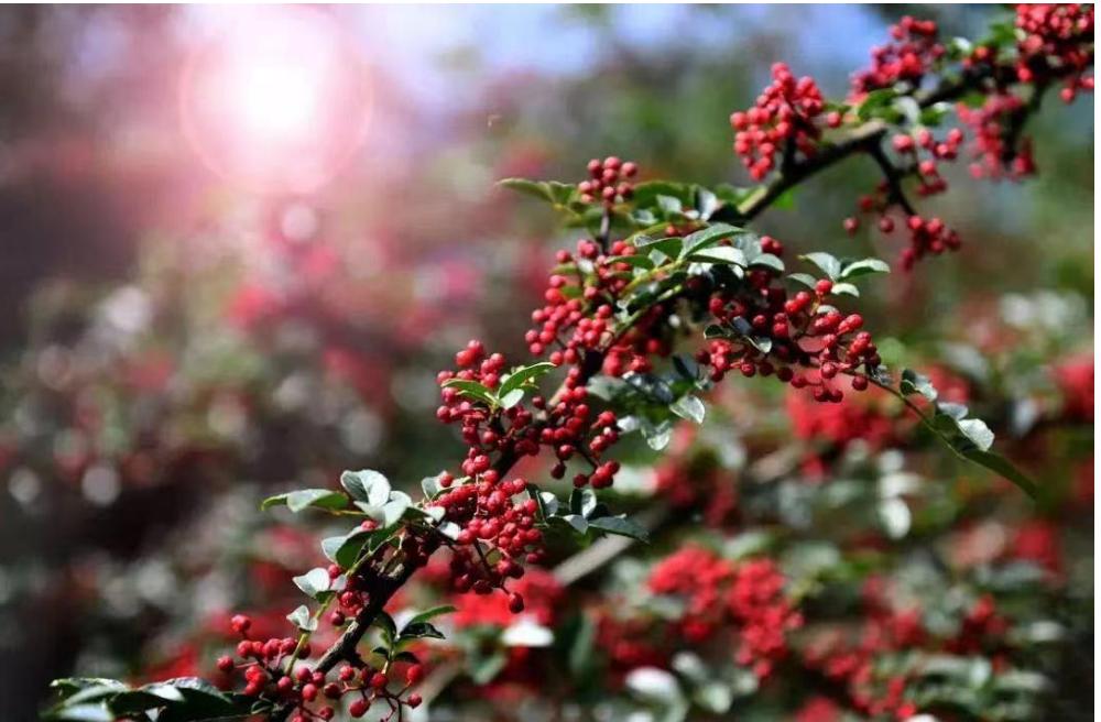 雅安著名村落,雅安市第三批传统村落