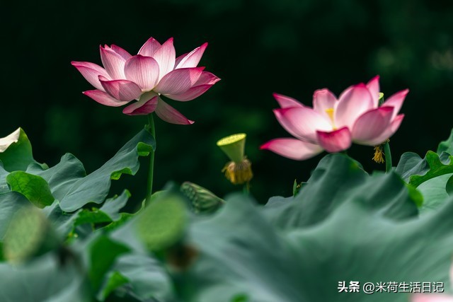 鼻咽癌活了54年的经历,鼻咽癌患者真实经历