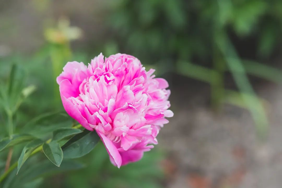 赏花最美的十首诗,最美赏花经典诗词