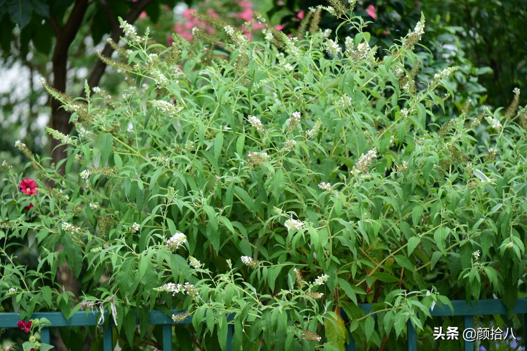 看到你的花园那么惨，我就安心了|园丁