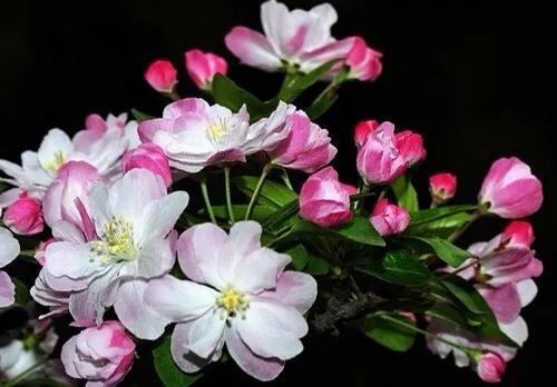 西府海棠花白色,西府海棠花骨朵