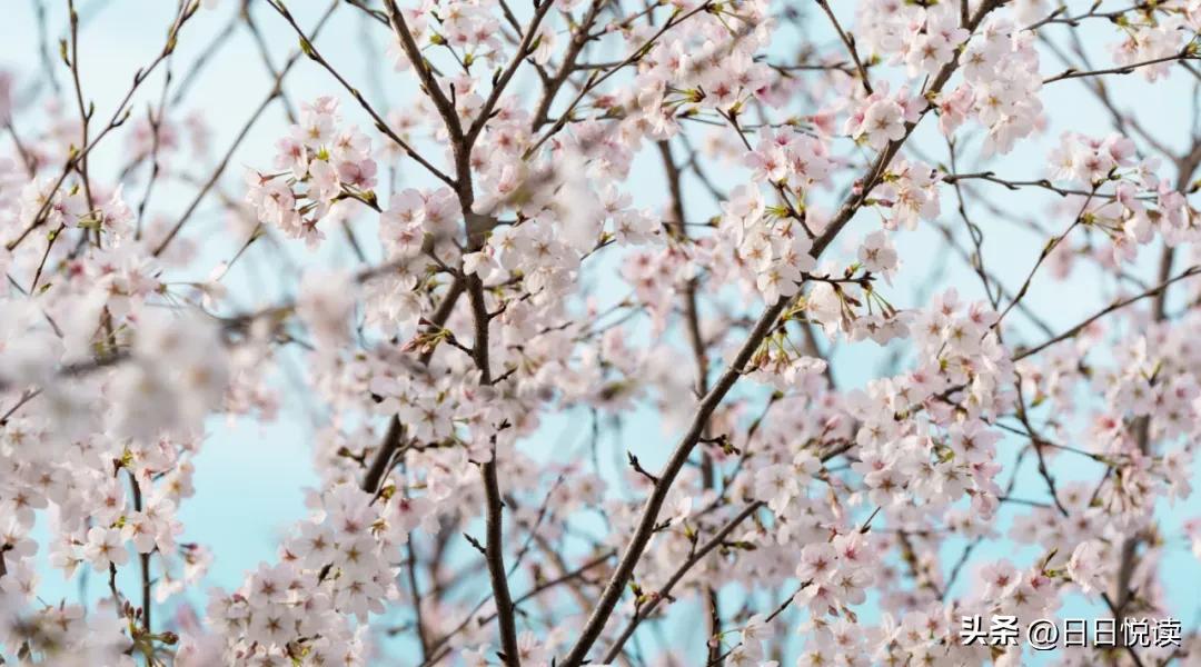 湖北荆州：石首“繁花”上大分↑即将刷爆朋友圈！