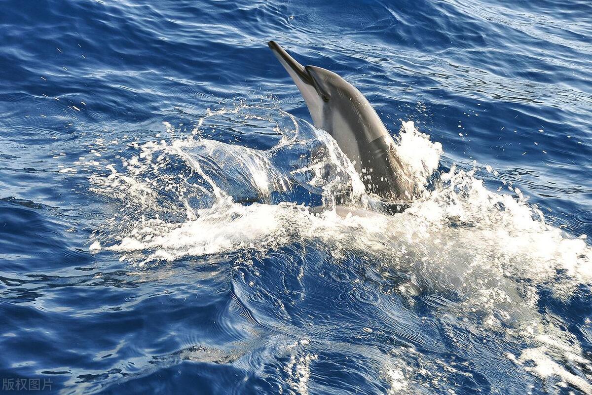 海豚为什么会救人的故事,海豚为什么会救海里的人