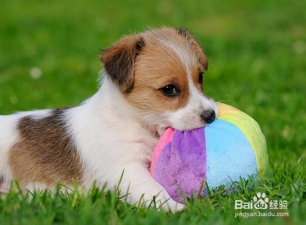 尉天骄《爱狗心语》“78级同窗散文三人行”系列28