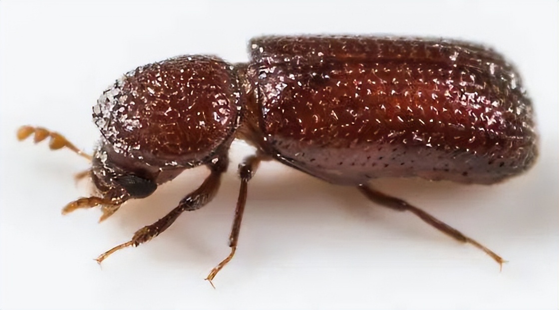 如何防止蚊虫进房间的方法,室内总有蚊子或者虫子怎么办