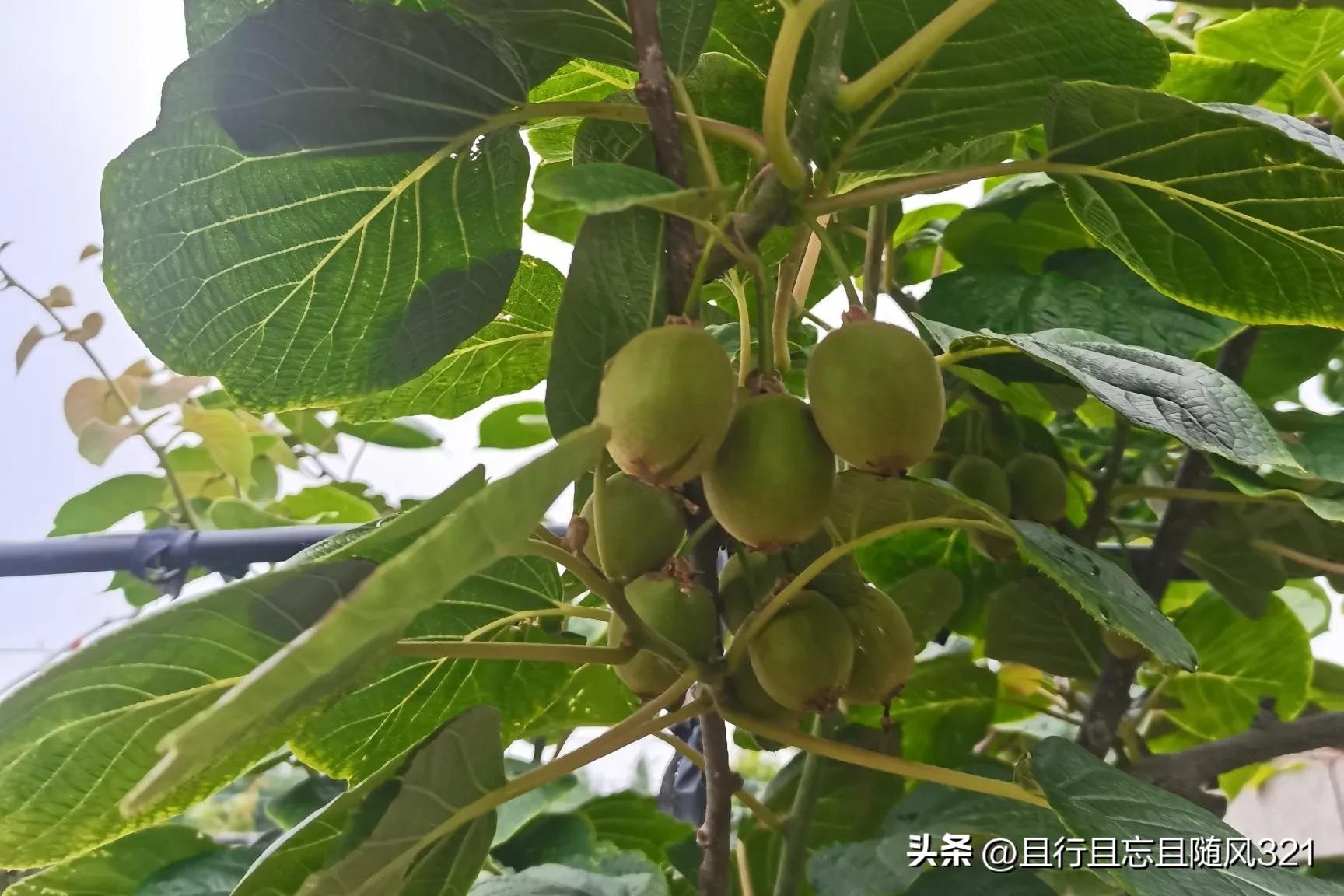 儿子有传宗接代的义务吗,儿子的作用是什么