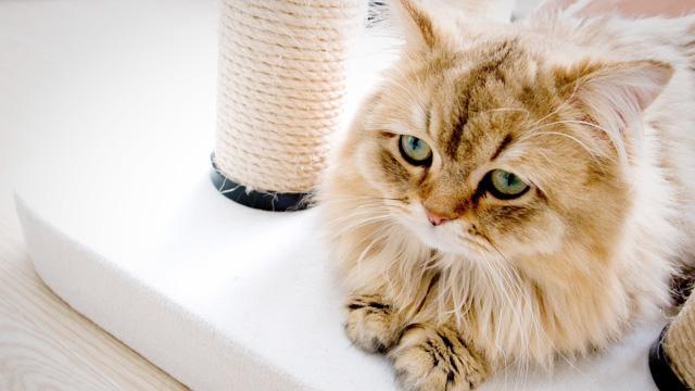 猫在床上拉屎有没有什么含义,猫在床上撒尿的原因